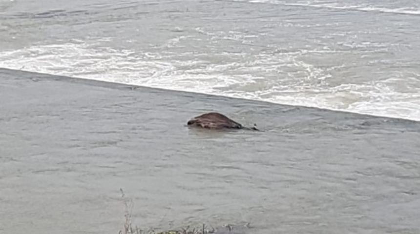 Otladığı sırada nehre d&uuml;şen inek telef oldu