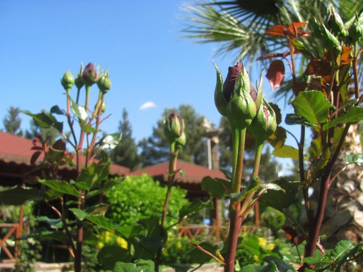 Recep Tayyip Erdoğan Parkı&rsquo;nda bu bahar g&uuml;ller sessiz sedasız a&ccedil;ıyor