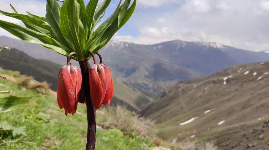 Şemdinli’de ters laleler açtı