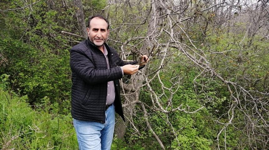 Şebin cevizini don vurdu