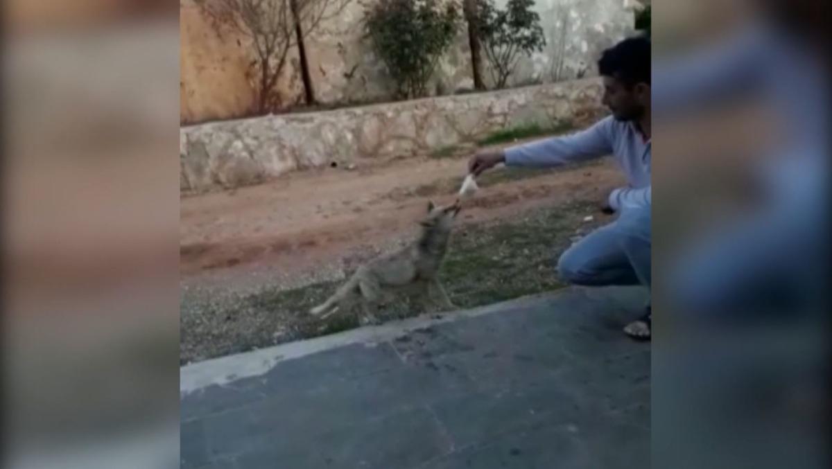 Mermer ocağına gelen tilkiyi elleriyle besliyorlar