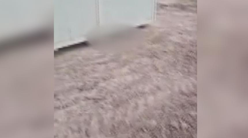 Ankara'da &ccedil;ok sayıda &ouml;l&uuml; k&ouml;pek yavrusu bulundu