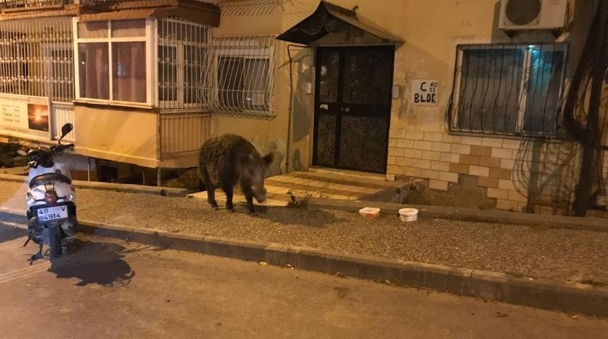 Domuza zarar gelmesin diye polisten yardım istedi