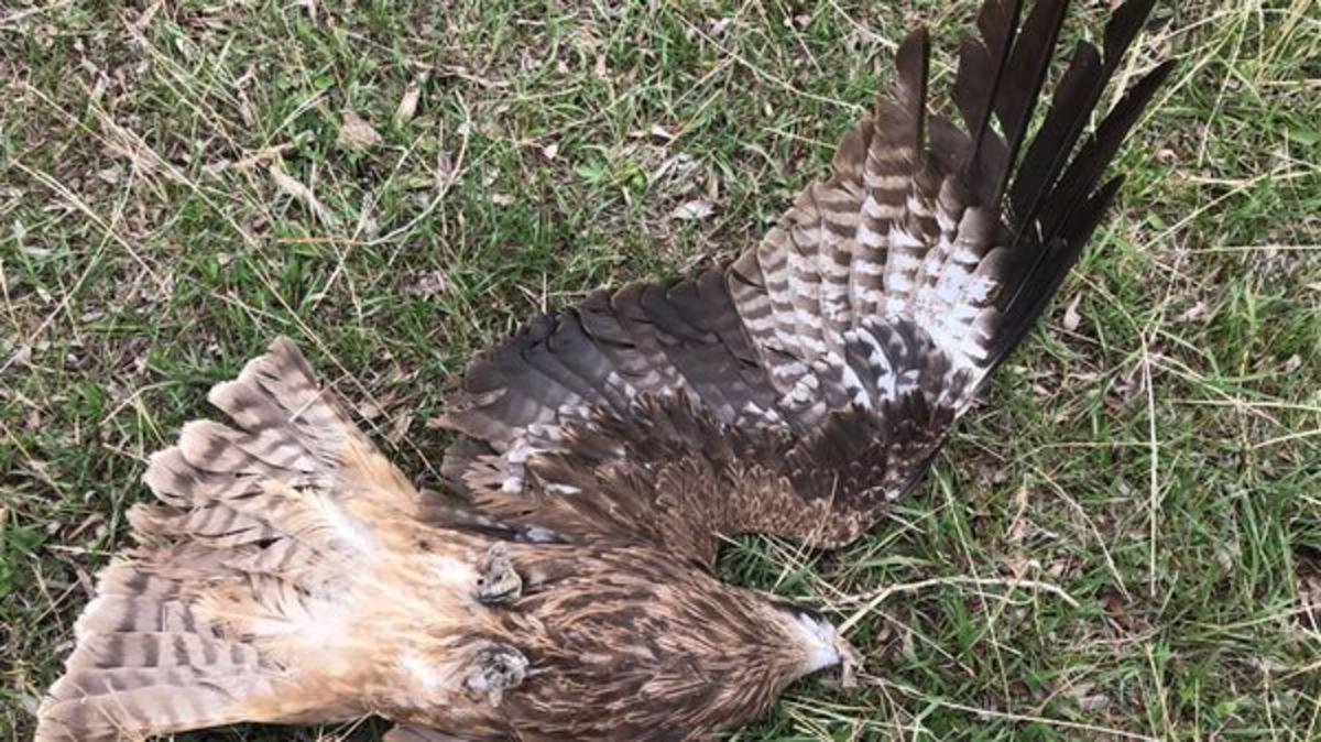 Ermenistan sınırında korkutan g&ouml;r&uuml;nt&uuml;! Tam 7 tane