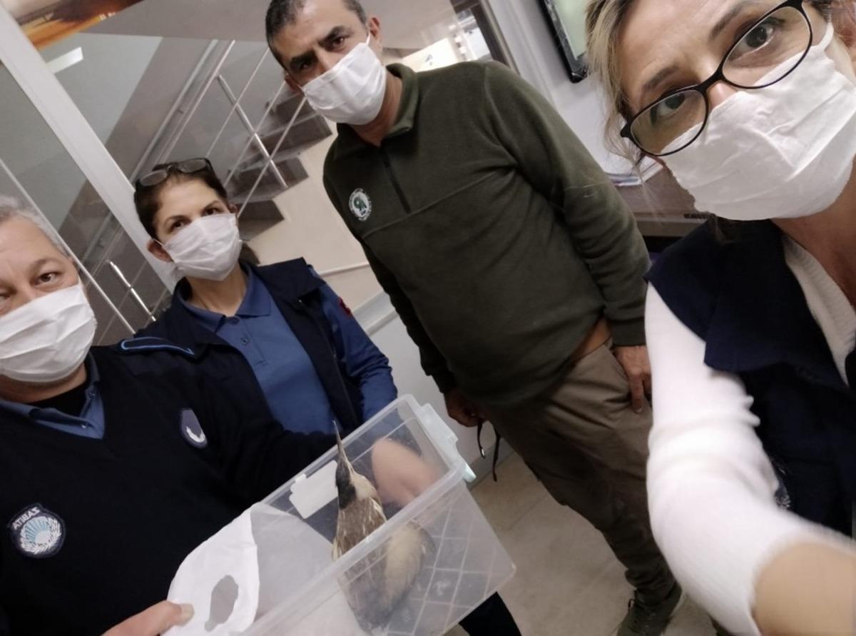 Mezitli&rsquo;de yaralı halde bulunan balaban kuşu tedaviye alındı