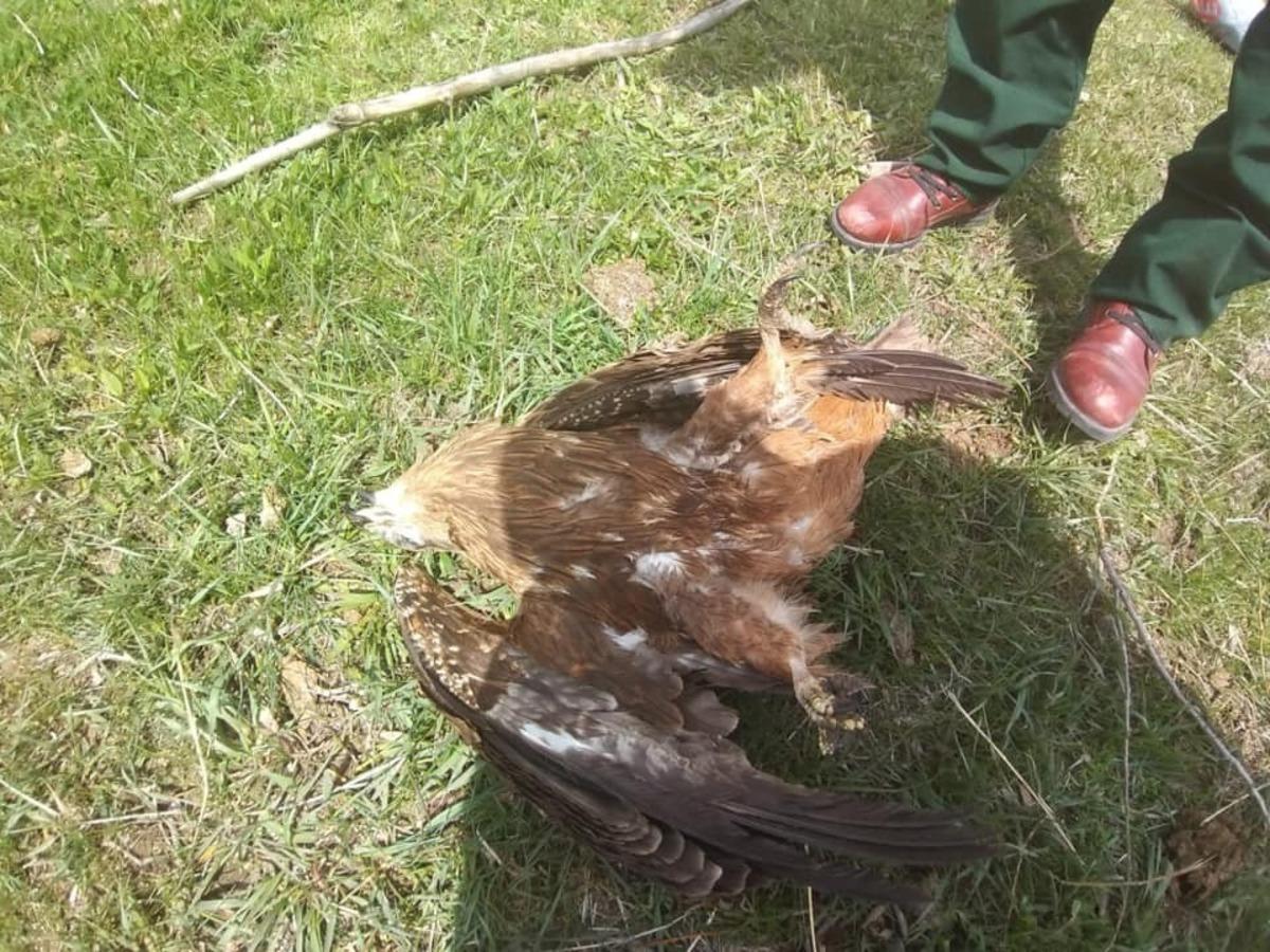 Kars&rsquo;ta Şahinlerin &ouml;l&uuml;m nedenleri araştırılıyor