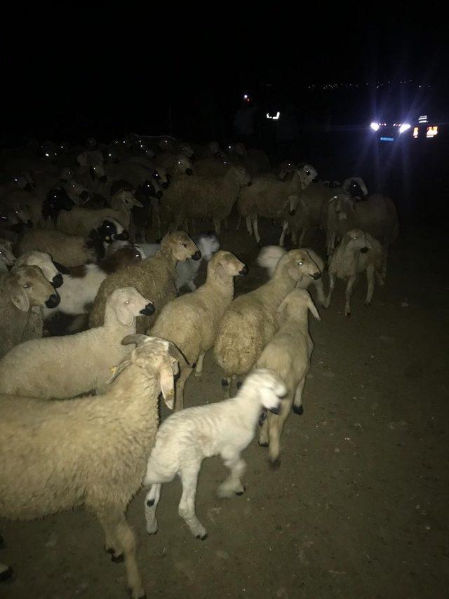 Aydın’da polis ekipleri, ağılda bulunmayan 210 adet koyun için alarma geçti