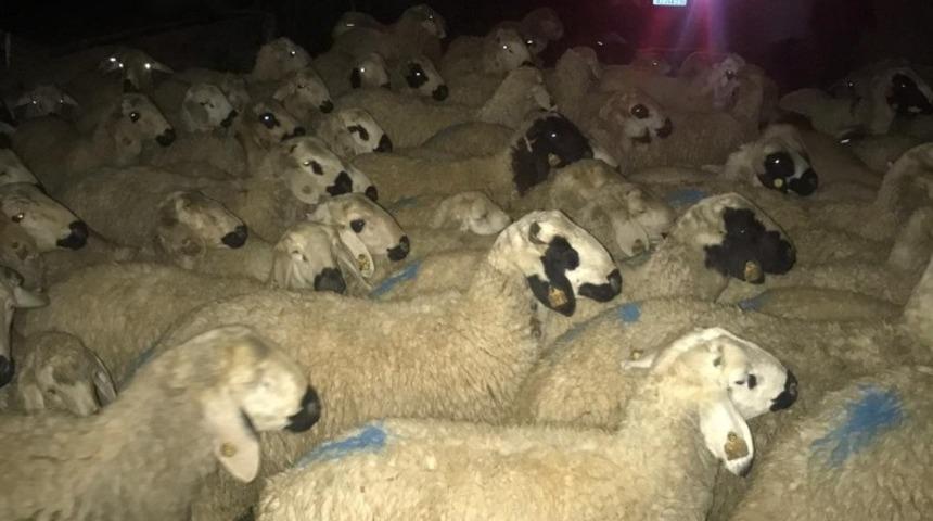 Aydın&rsquo;da polis ekipleri, ağılda bulunmayan 210 adet koyun i&ccedil;in alarma ge&ccedil;ti
