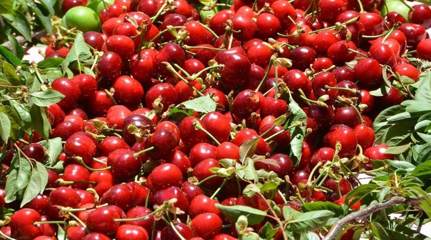 Başkan Soyer’den kiraz hasadına destek çağrısı