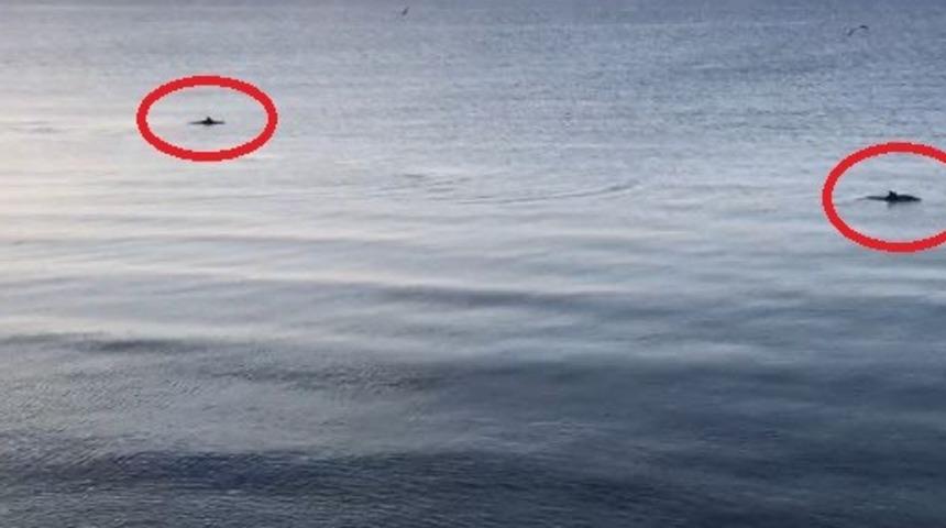 Deniz yunuslara kaldı!