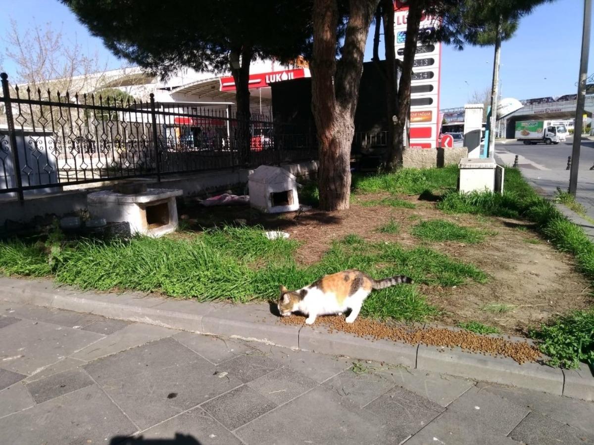 S&uuml;leymanpaşa Belediyesinden can dostlarına yardım eli