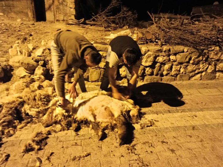 Gercüş’te koyun kırkma dönemi başladı G1