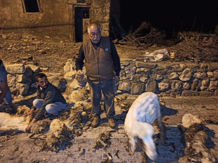 Gercüş’te koyun kırkma dönemi başladı G2