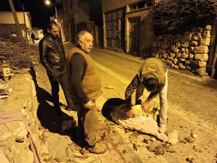 Gercüş’te koyun kırkma dönemi başladı G3