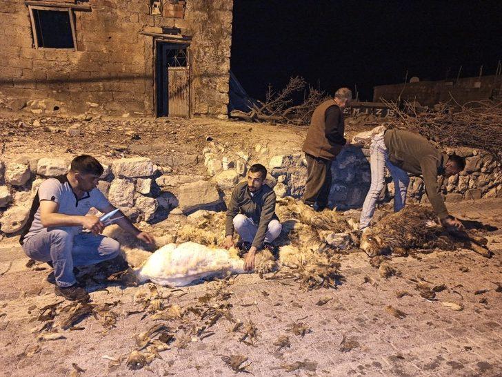 Gercüş’te koyun kırkma dönemi başladı G4