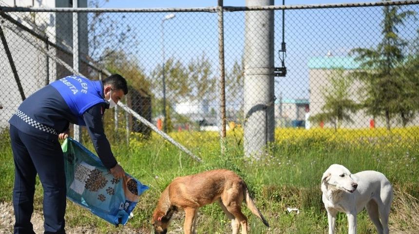 Kartepe&rsquo;de sokak hayvanları unutulmuyor