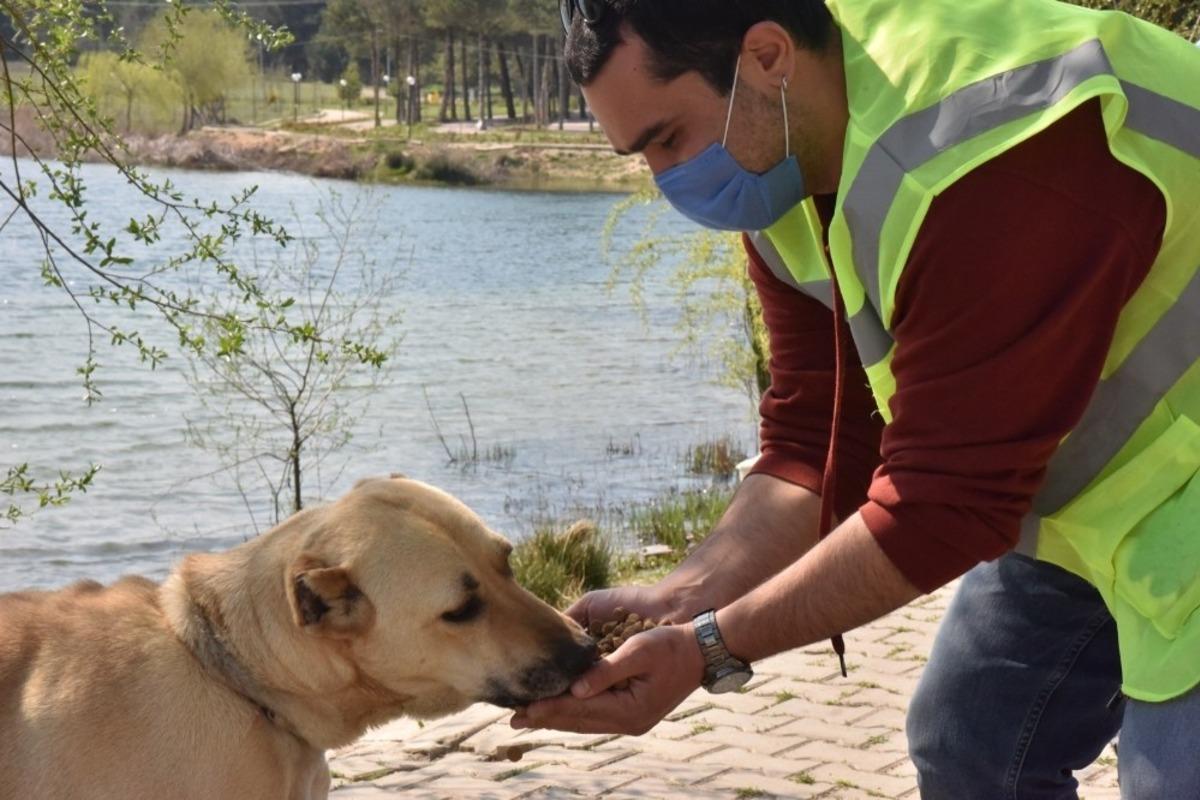 Sokak hayvanları i&ccedil;in mama &ccedil;ağrısı meyvesini vermeye başladı