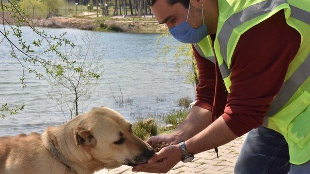 Sokak hayvanları için mama çağrısı meyvesini vermeye başladı