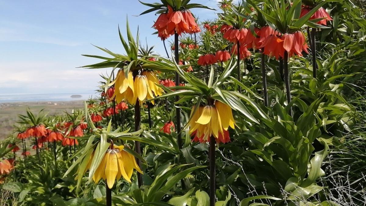Ziyaret&ccedil;isiz kalan ters laleler, sesiz bir g&ouml;rsel ş&ouml;len sunuyor