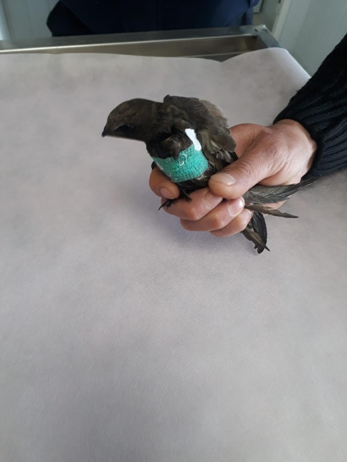 Hayvansever tarafından bulunan yaralı kuşlar tedavi edildi