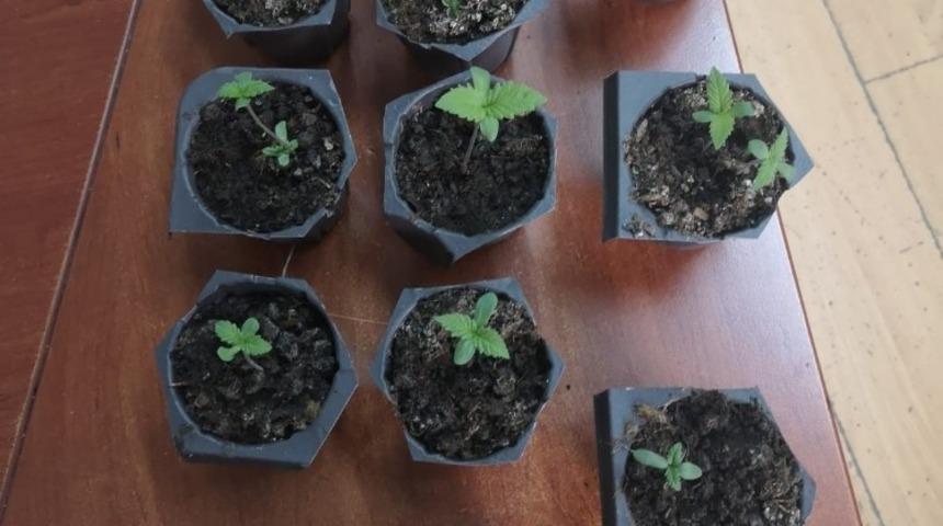 Saksıda Hint keneviri yetiştiren bir kişi yakalandı