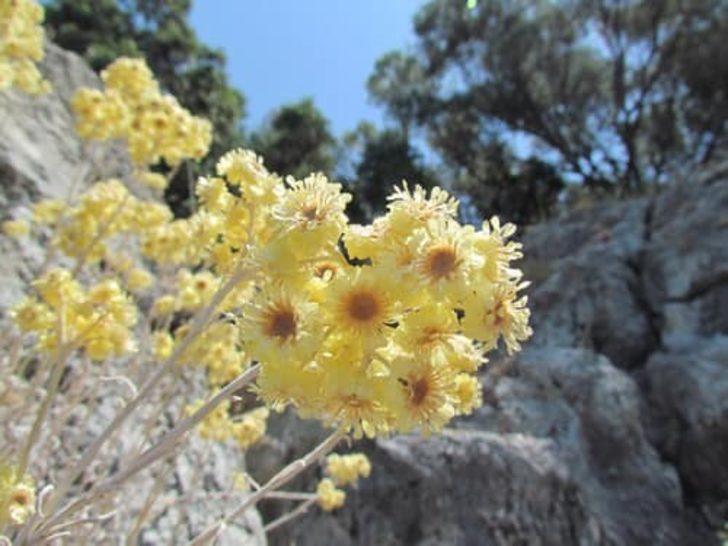 Kuşadası’nın özel çiçekleri açtı G1