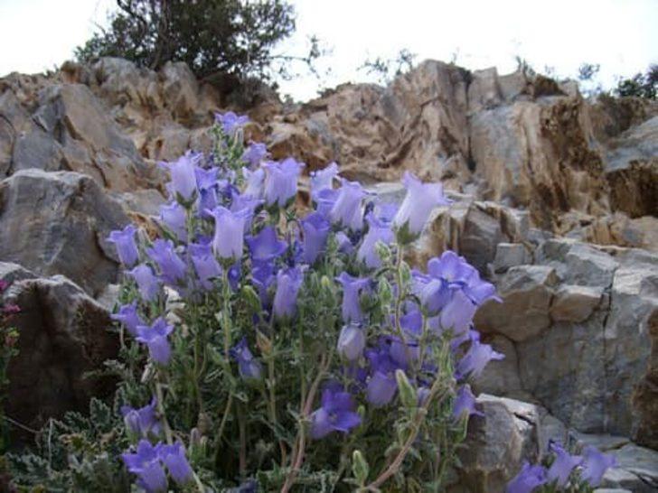 Kuşadası’nın özel çiçekleri açtı G2