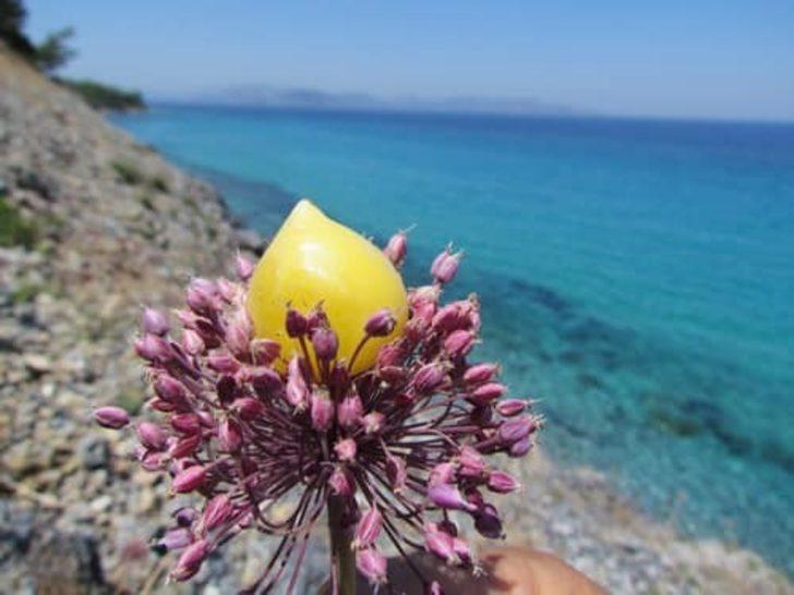 Kuşadası’nın özel çiçekleri açtı G3