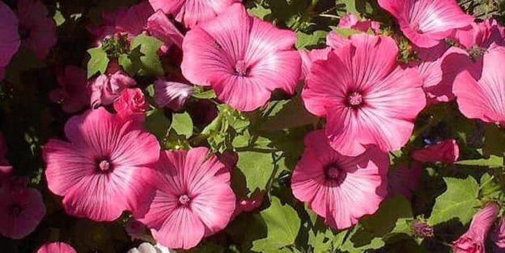 Kuşadası’nın özel çiçekleri açtı G4