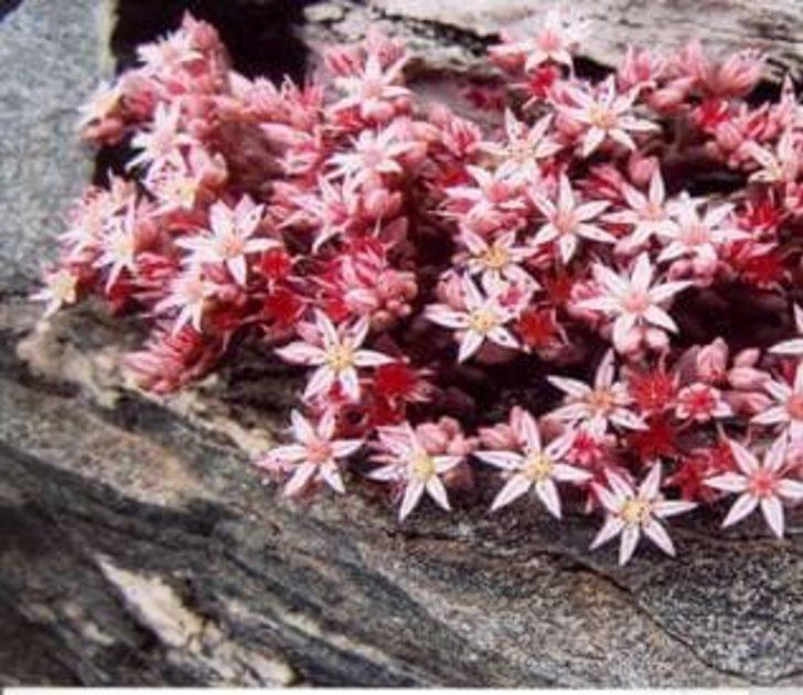 Kuşadası’nın özel çiçekleri açtı G5