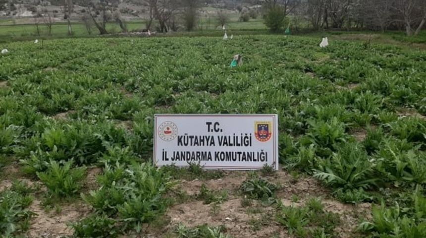 Emet&rsquo;te 55 bin 500 k&ouml;k ka&ccedil;ak ekilmiş haşhaş bitkisi ele ge&ccedil;irildi