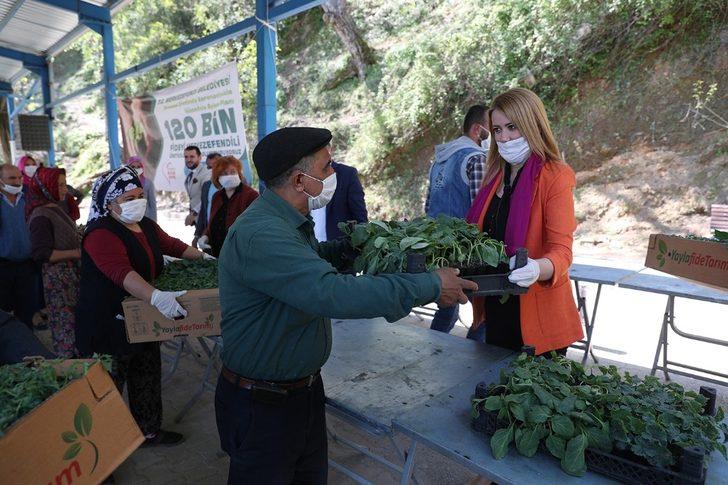 Merkezefendi Belediyesi 120 bin sebze fidesi dağıtımına başladı G4