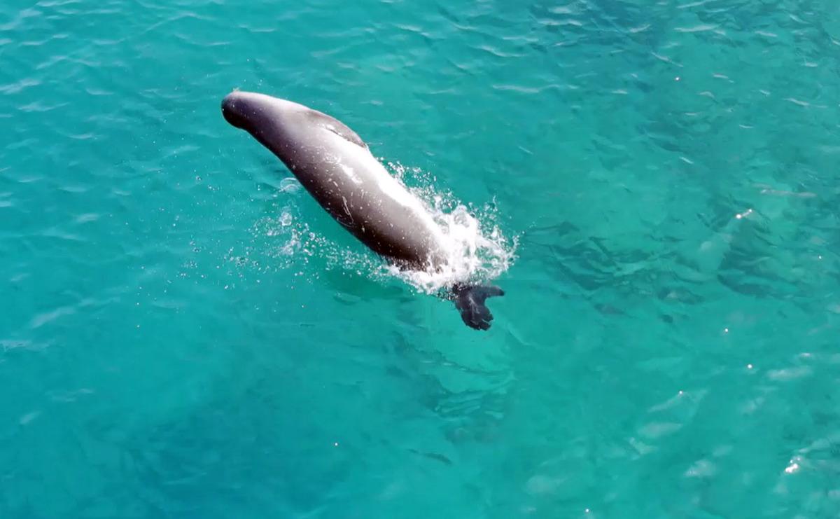 Akdeniz foku &Uuml;&ccedil; Adalar'da g&ouml;r&uuml;nt&uuml;lendi