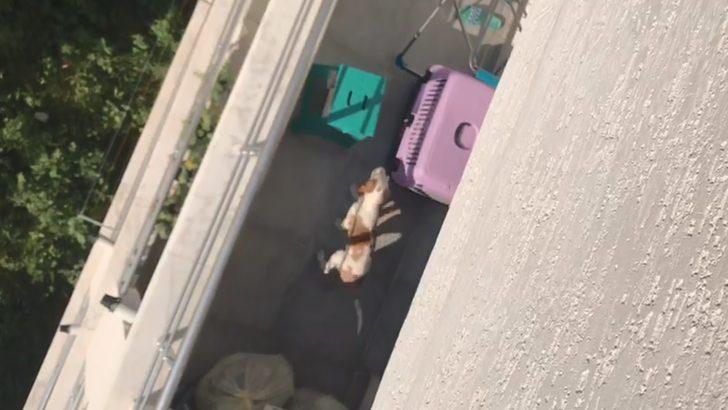 Üniversiteli komşusunun köpeğine kötü davranışını görüntüledi G1