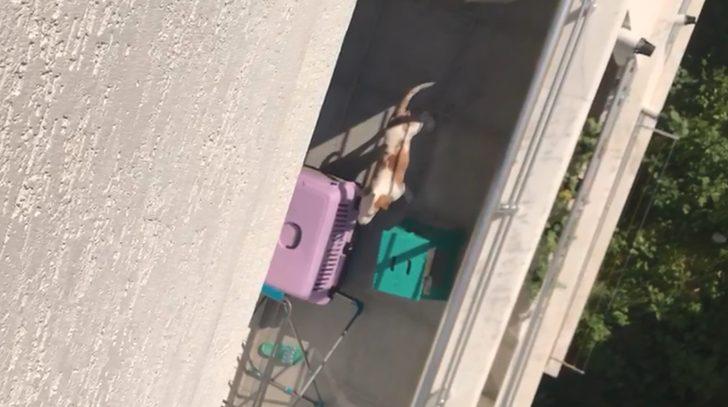 Üniversiteli komşusunun köpeğine kötü davranışını görüntüledi G4