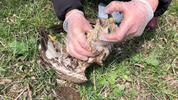 Ermenistan sınırında ölü bulunmuşlardı! O şahinlere, mikrobiyolojik inceleme G5