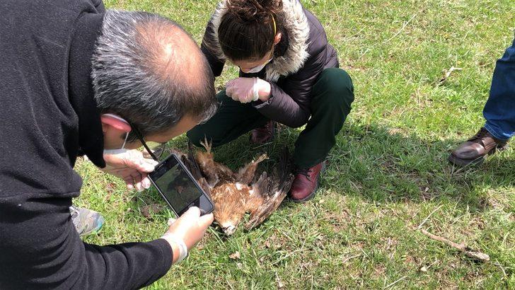 Ermenistan sınırında ölü bulunmuşlardı! O şahinlere, mikrobiyolojik inceleme G2
