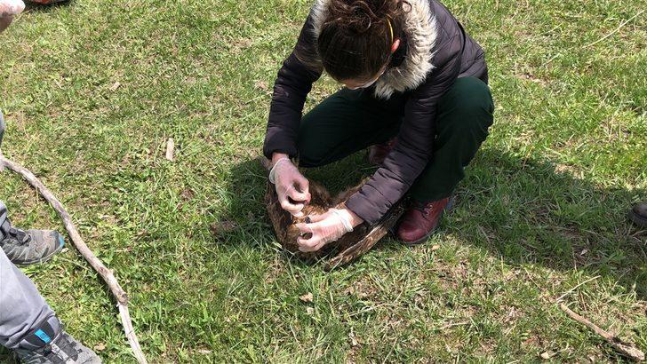 Ermenistan sınırında ölü bulunmuşlardı! O şahinlere, mikrobiyolojik inceleme G3