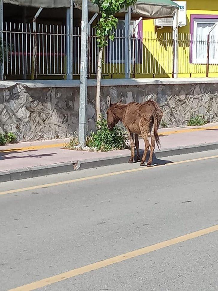 Yolunu kaybeden eşek, sahibini bekliyor G1
