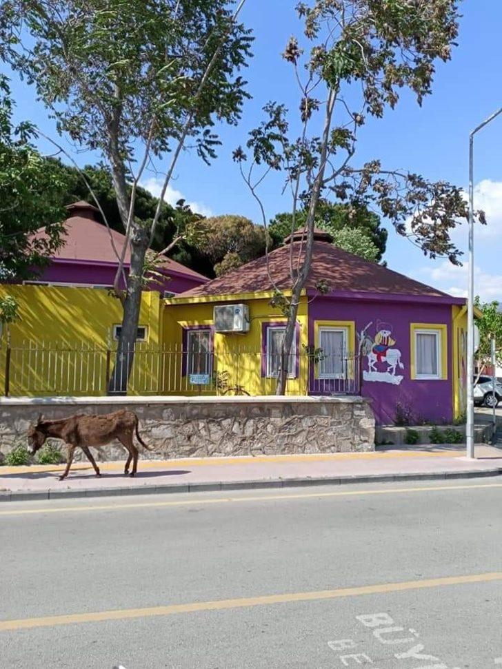 Yolunu kaybeden eşek, sahibini bekliyor G2