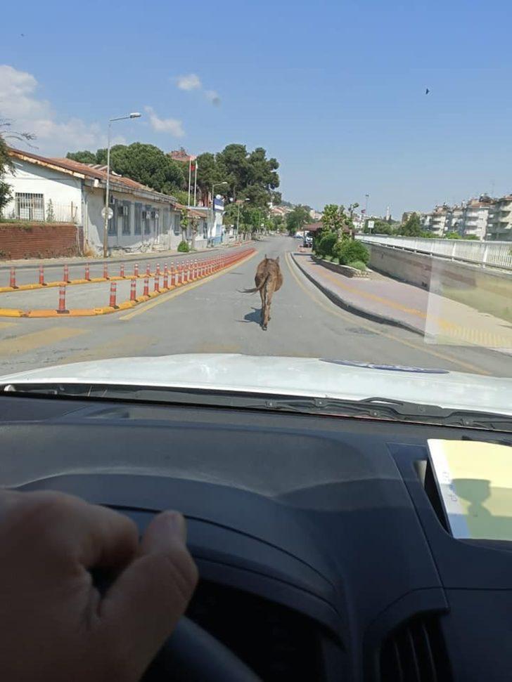 Yolunu kaybeden eşek, sahibini bekliyor G3