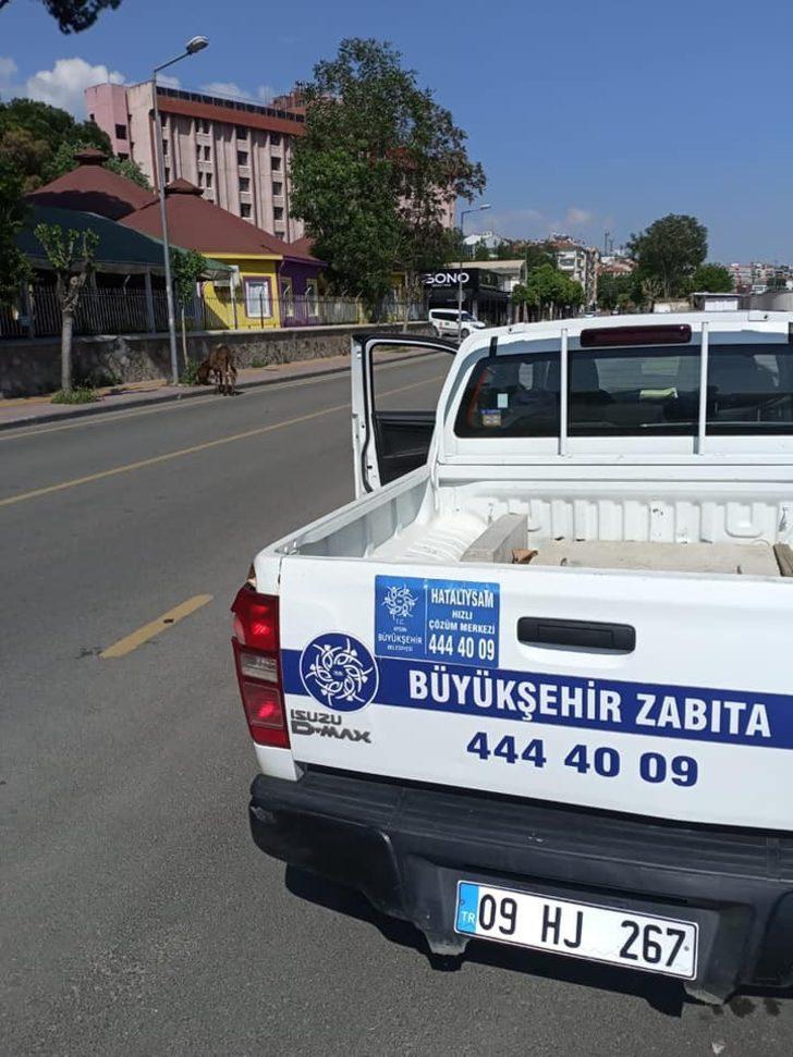 Yolunu kaybeden eşek, sahibini bekliyor G4