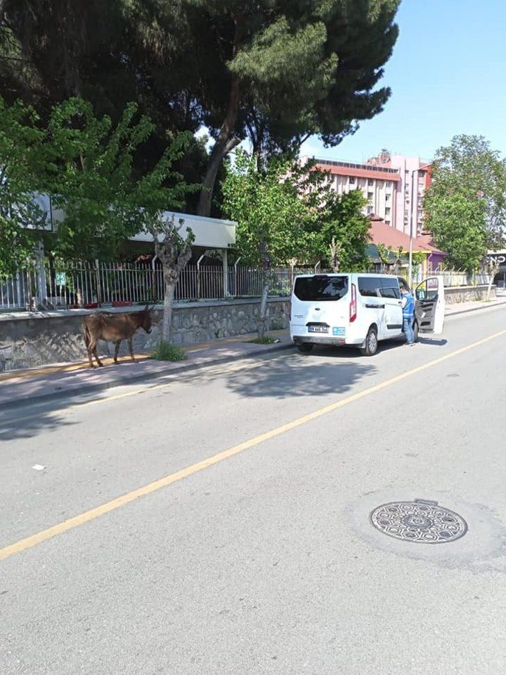 Yolunu kaybeden eşek, sahibini bekliyor G5