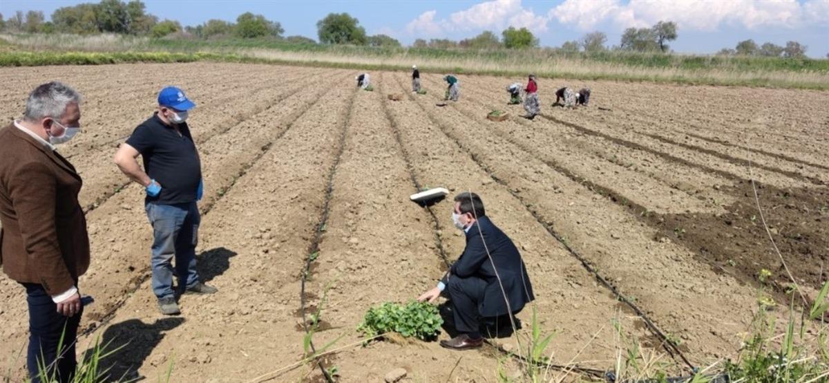 &Ccedil;anakkale&rsquo;de tarımsal &uuml;retim kesintisiz s&uuml;rd&uuml;r&uuml;l&uuml;yor