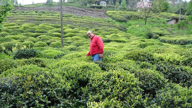 Çay hasadında ayda 7 bin 500 TL kazanç var, işçi yok G4