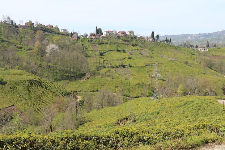 Çay hasadında ayda 7 bin 500 TL kazanç var, işçi yok G1