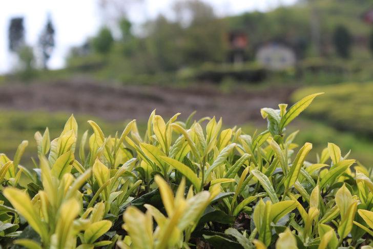 Çay hasadında ayda 7 bin 500 TL kazanç var, işçi yok G2