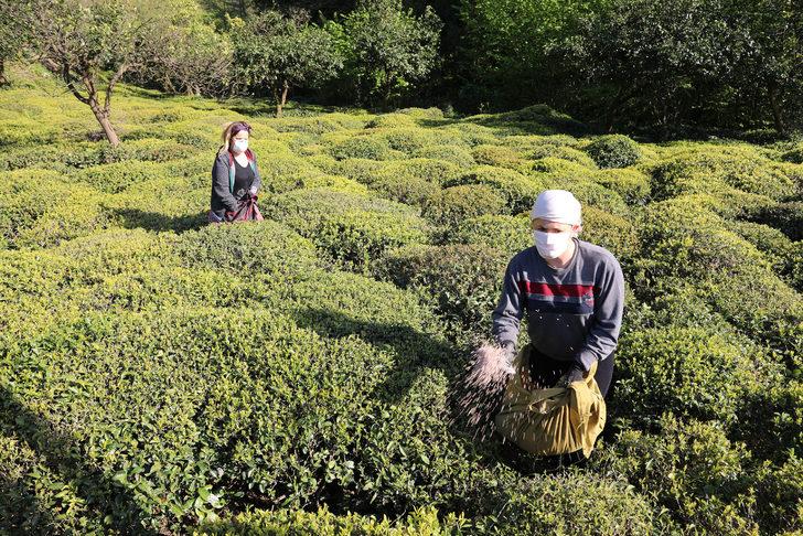 Çay hasadında ayda 7 bin 500 TL kazanç var, işçi yok G3