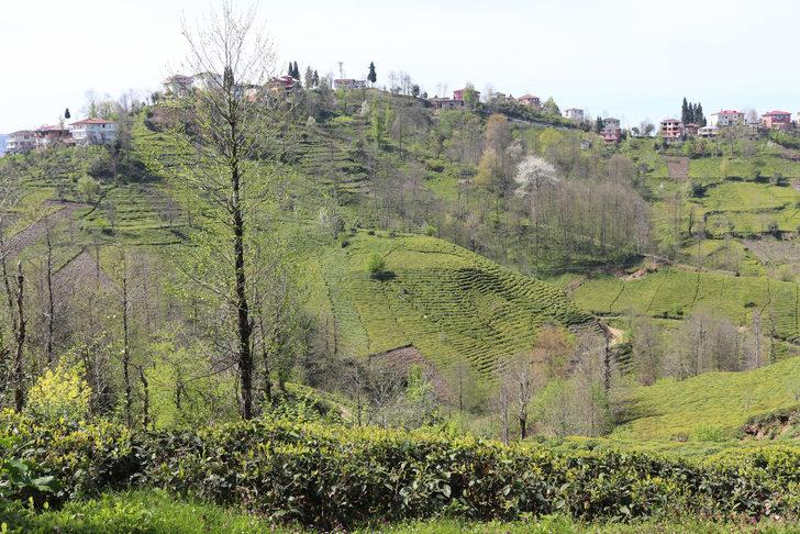 Çay hasadında ayda 7 bin 500 TL kazanç var, işçi yok G5