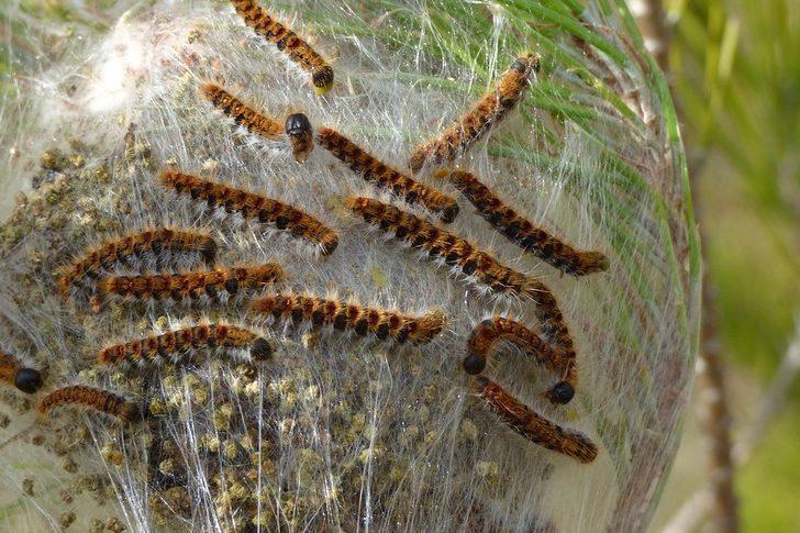 Tekirdağ’da çam kese böceğiyle mücadele G1